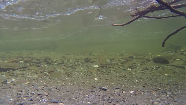 Salmon fish stream