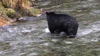 Black bear bear chasing