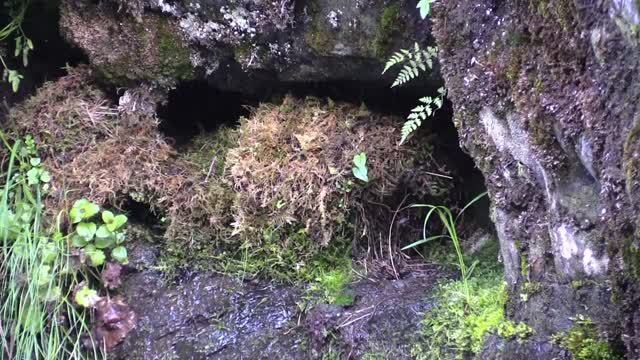 Dipper chicks feeding