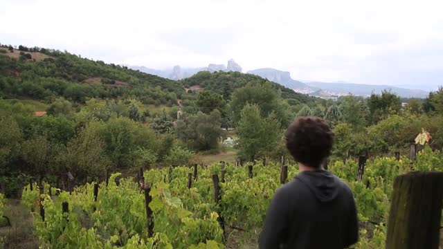 Vineyard vine production