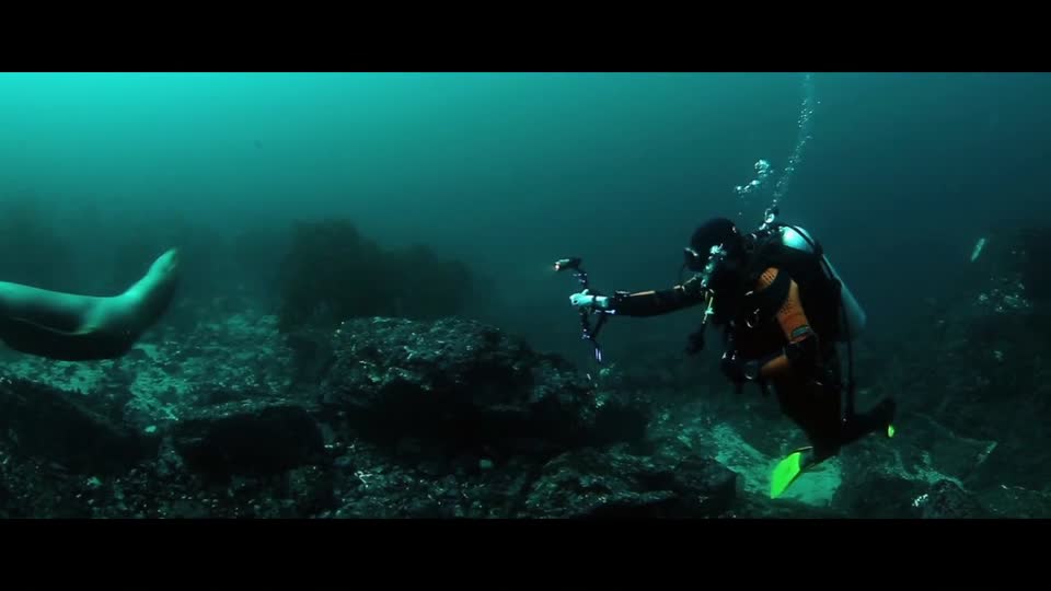 Diving seal underwater