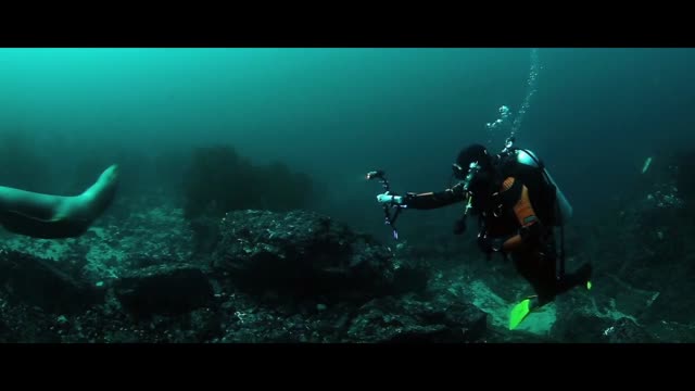 Diving seal underwater