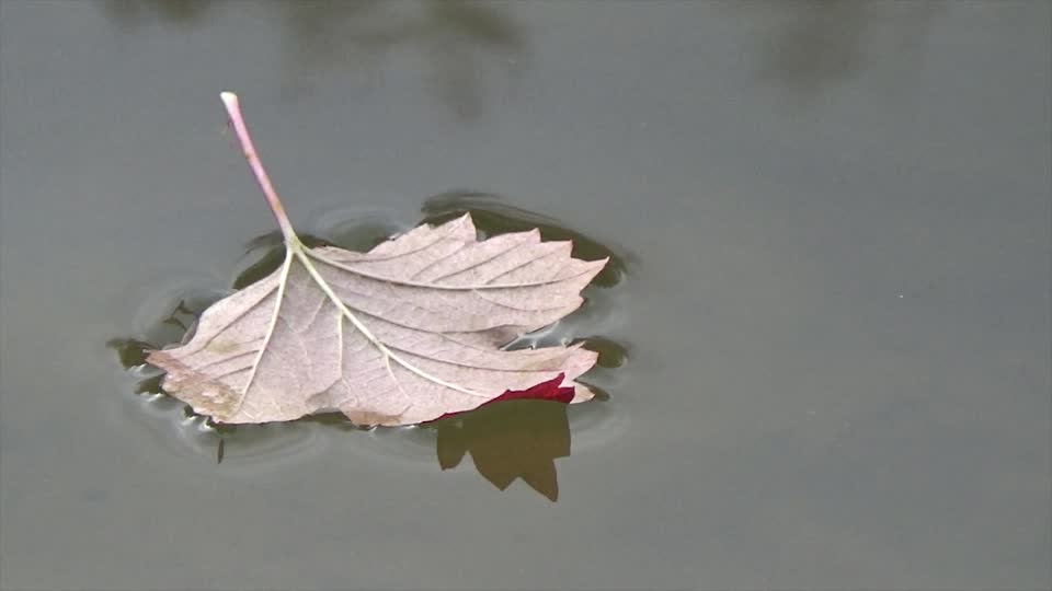 Sheet autumn water