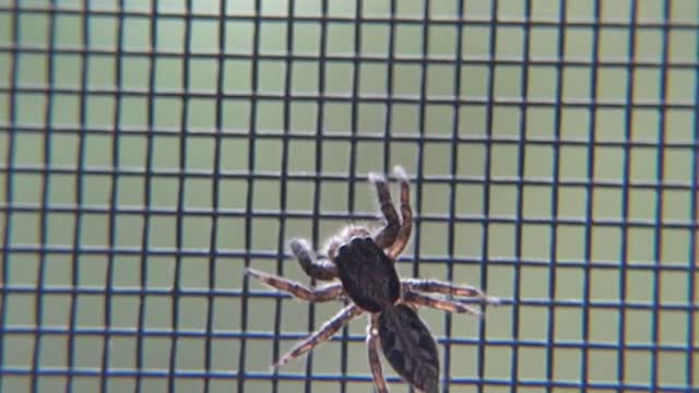 Spider arachnid macro