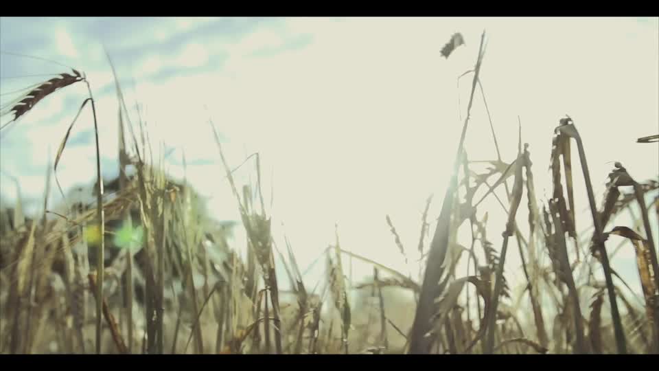 Windmill agriculture farm