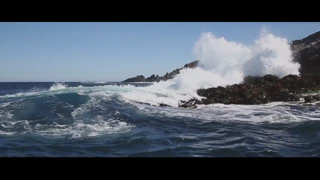 Waves ocean seals