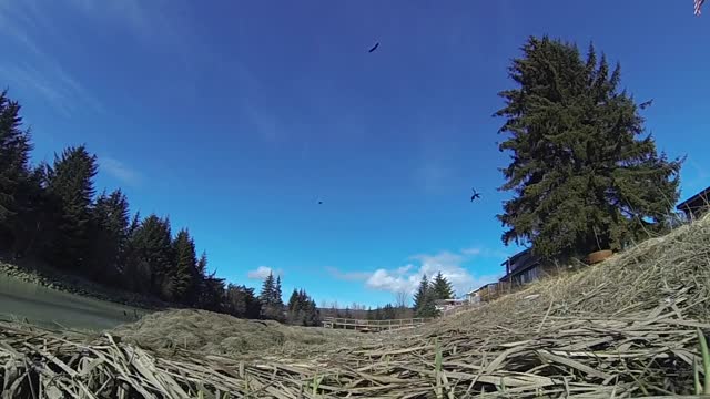 Eagle landing catching