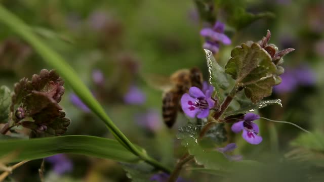 Bee pollination insect