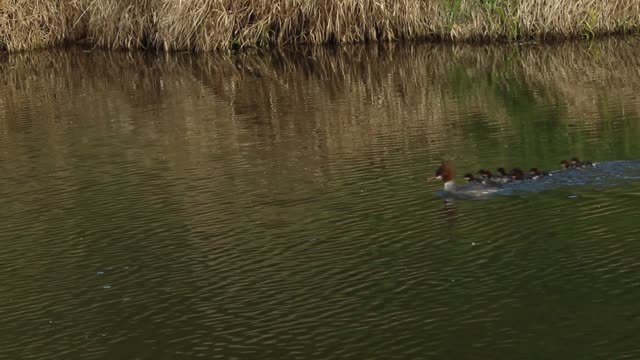 Duck family ducks row