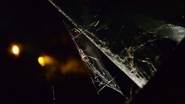 Spiders arachnid spider web
