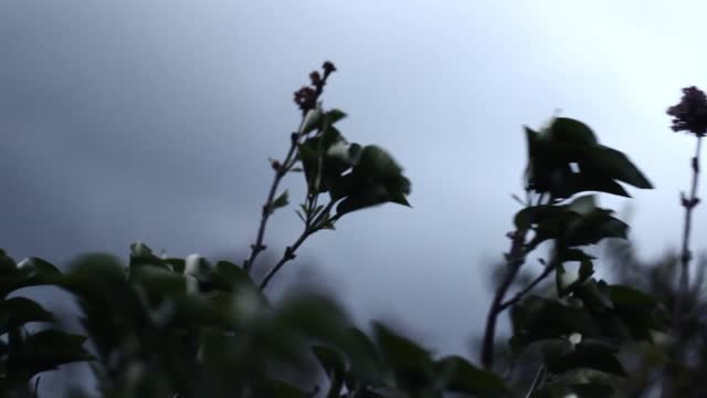 Wind dark tree