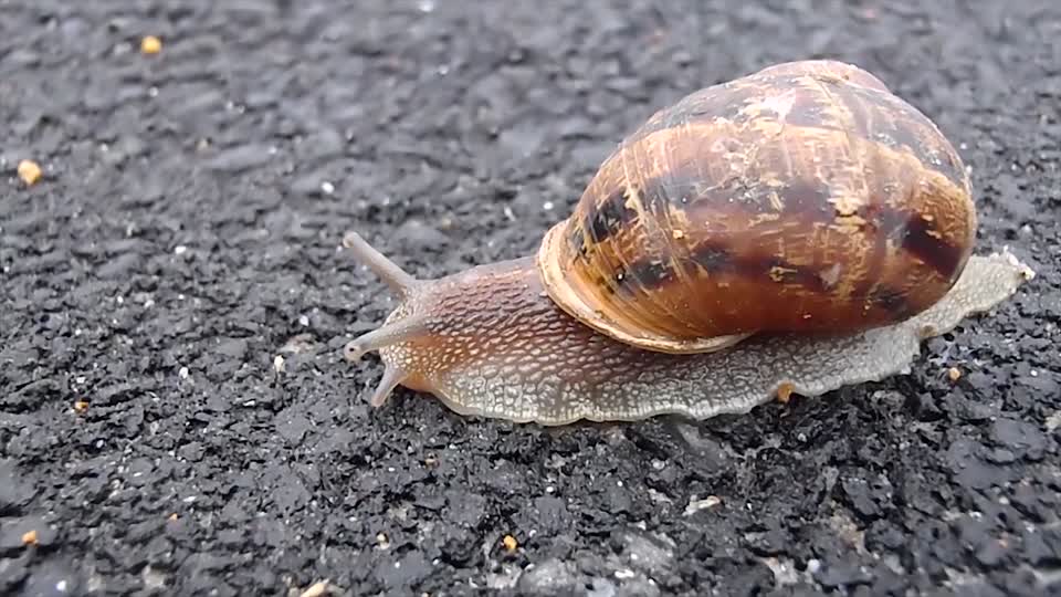 Snail mollusk shell