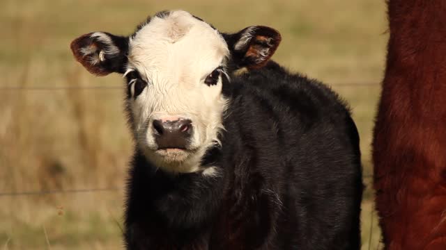 Cow cattle calf