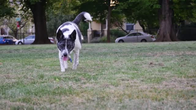 Dog canine walk