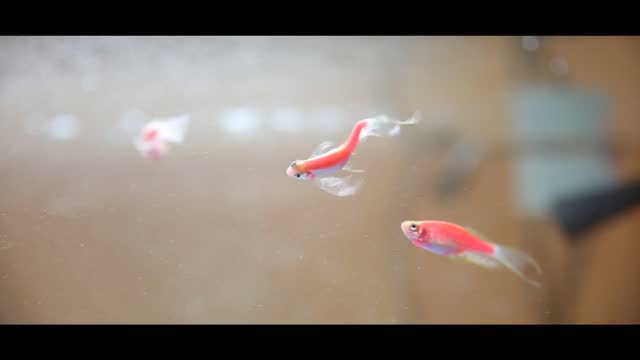 Aquarium fish swimming