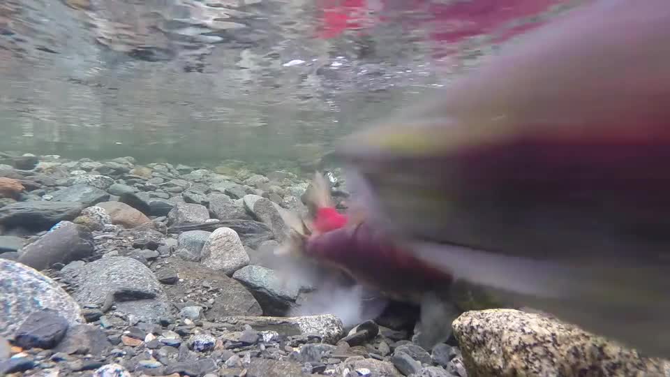 Sockeye salmon fish aquarium