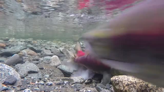 Sockeye salmon fish aquarium