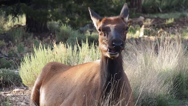 Elk animal chewing