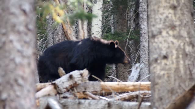 Black bear in the forest