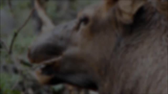 Elk animal forest