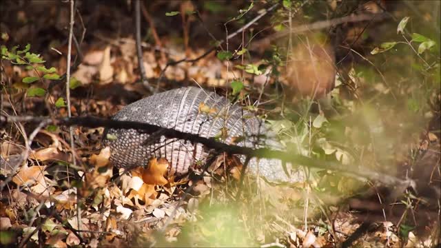 Armadillo animal armour