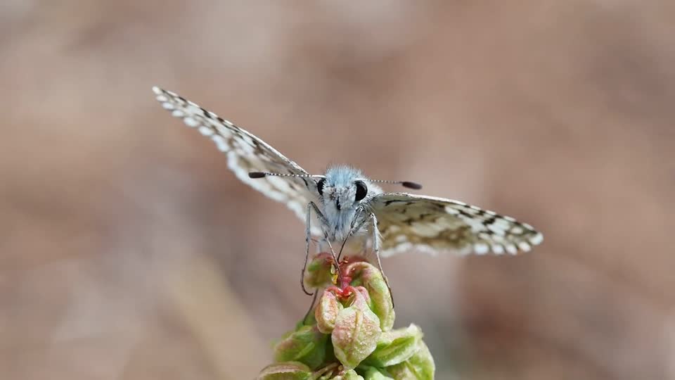 White checkered skipper butterfly insect