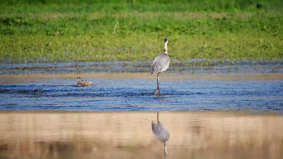 Great blue heron bird wading