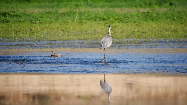 Great blue heron bird wading