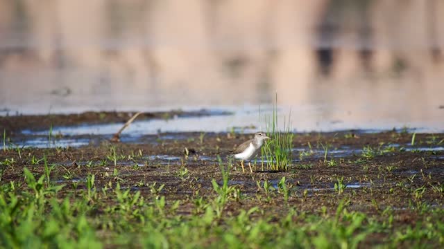Sandpiper bird waddling