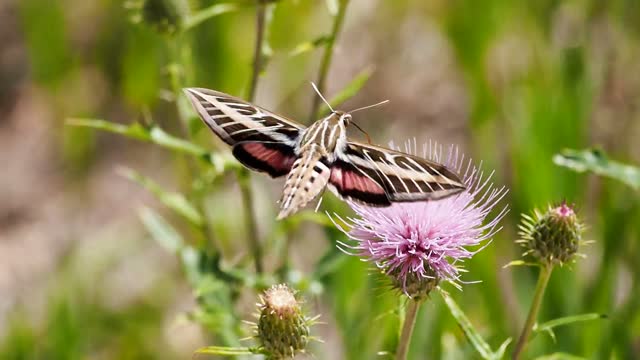 Butterfly nectar feeding