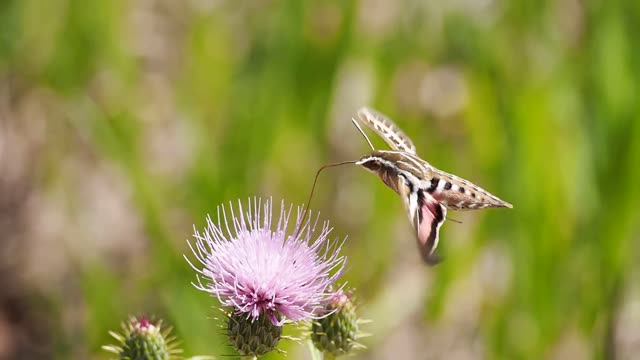 Butterfly nectar feeding