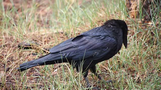 Common raven bird black bird