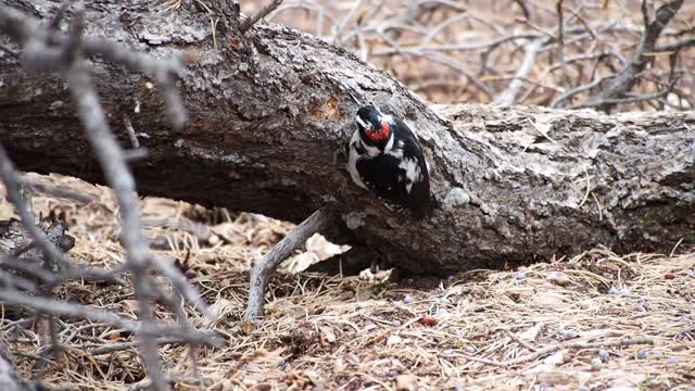 Hairy woodpecker bird woodpecker