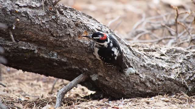 Hairy woodpecker bird woodpecker