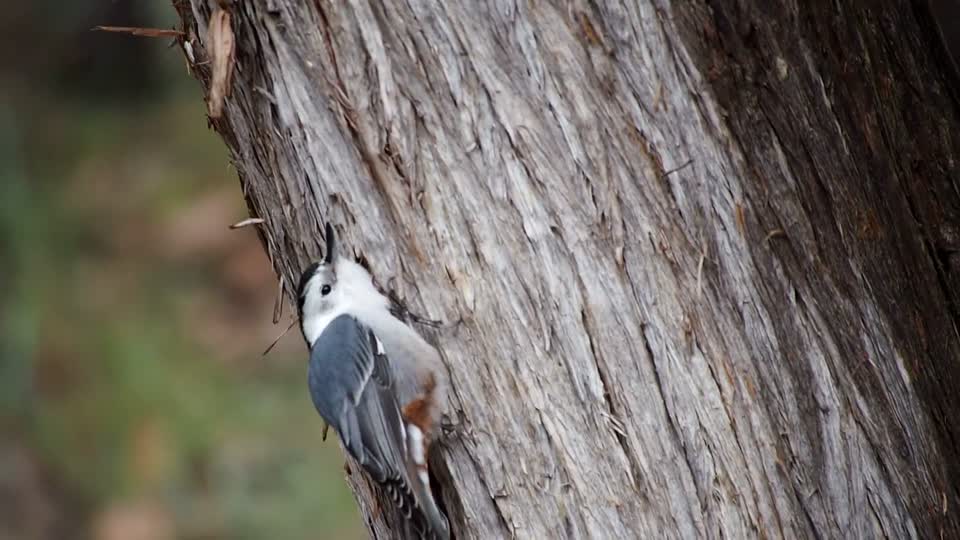 White-breasted nuthatch bird feeding