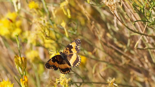 Butterfly wings insect