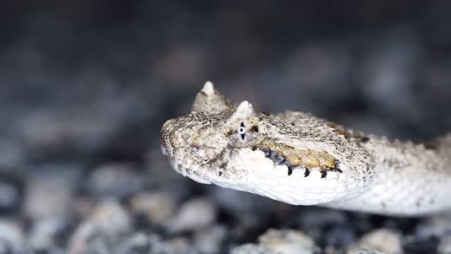 Snake reptile animal