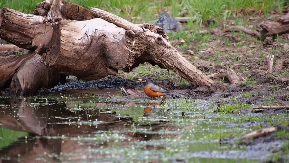 Birds tweeting bathing