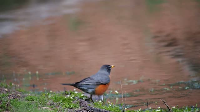 Bird small animal