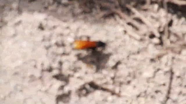 Beetle bug insect