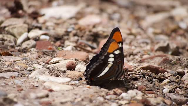 Butterfly wings insect