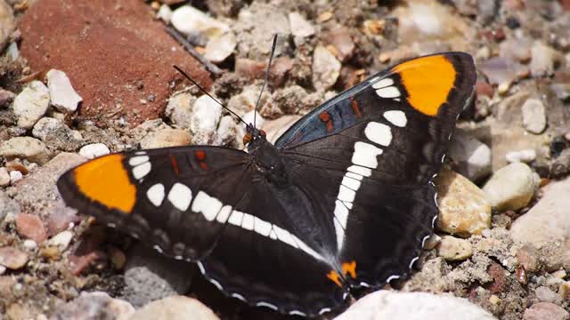 Butterfly wings insect