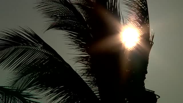 Palms palm trees wind