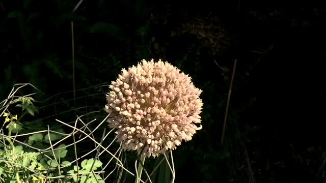 Honey bee busy insect