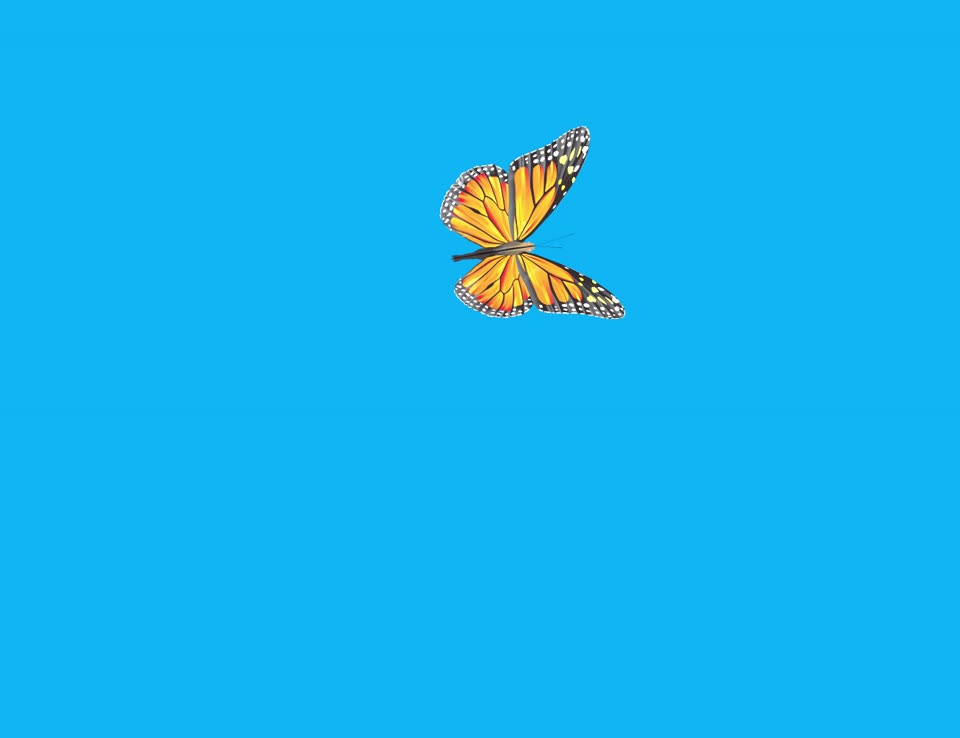 Monarch butterfly wings