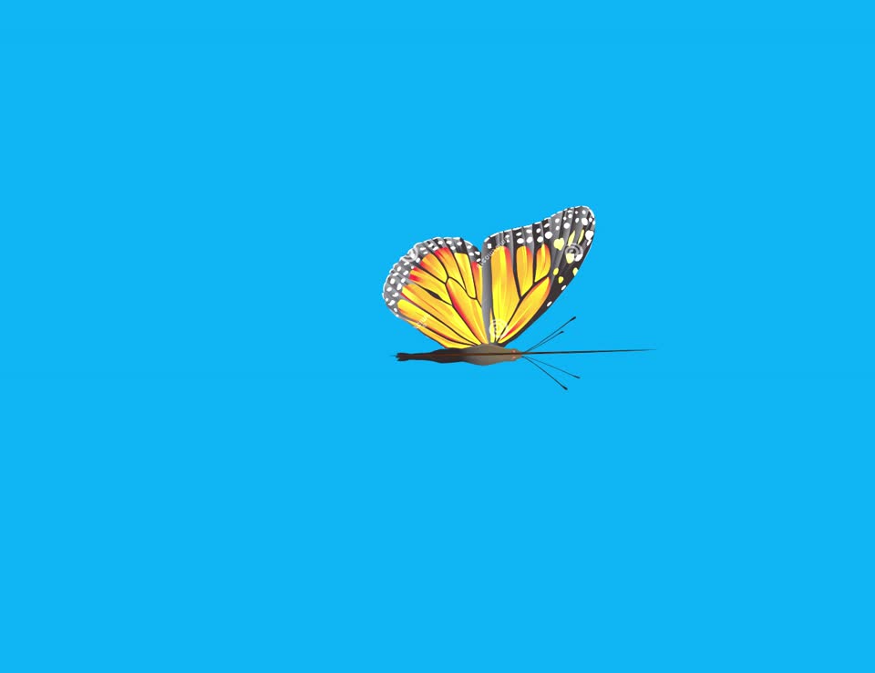 Monarch butterfly wings