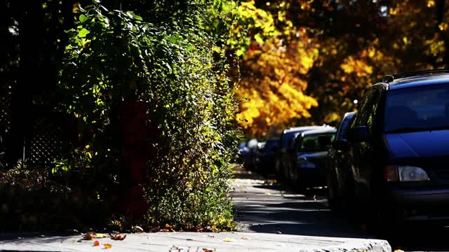 Sidewalk autumn fall
