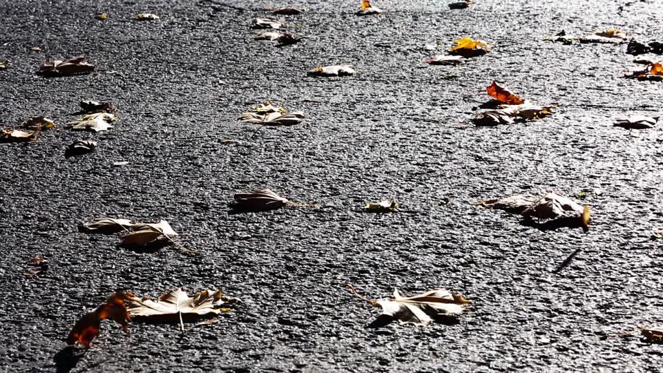 Autumn leaves maple leaves