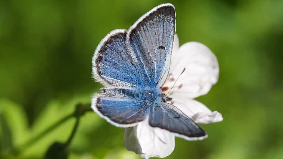Greenish blue butterfly butterfly plebejus saepiolus