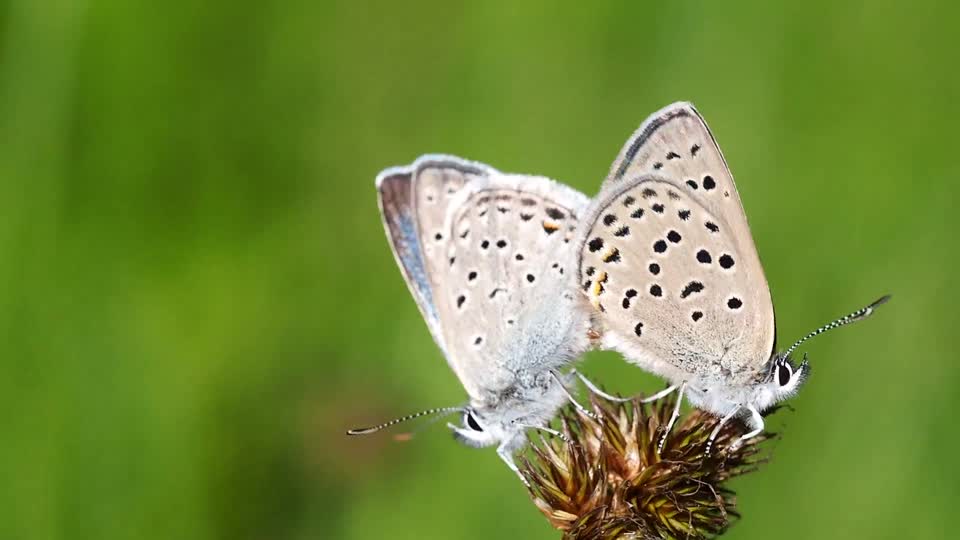 Butterflies greenish blues mating